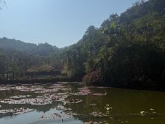 -野象谷景区