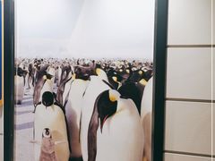 -帝企鹅自助餐厅•儿童岛•真企鹅(长隆企鹅酒店)