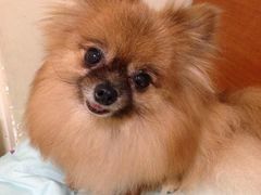 -彩虹桥宠物火化殡葬善终服务(金乐大厦店)