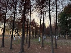 -合肥滨湖国家森林公园