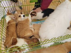 -Let's go狗咖·猫咖·奶狗·桌游(春熙路IFS店)