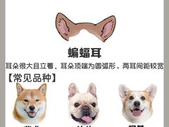 -守诺宠物医院·眼科· 神经外科·爬宠专科(虹口店)