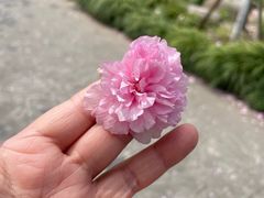 -高东镇樱花园