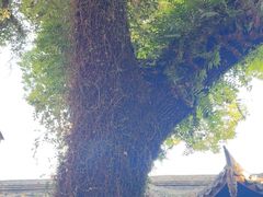 -星巴克(福州三坊七巷店)