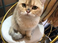 -喵屿·大理花园猫咖