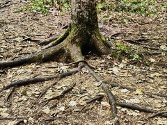 -五营红松林海景区