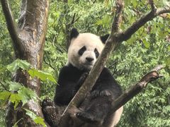 -都江堰中华大熊猫苑