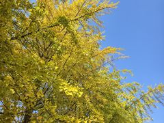 -辽宁大学(崇山校区)