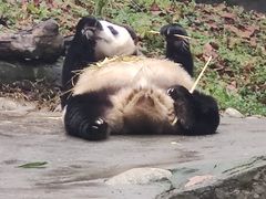 -都江堰中华大熊猫苑