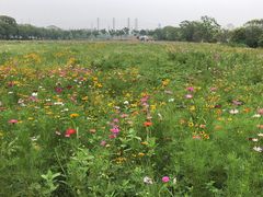 -上海长兴岛郊野公园