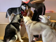 -Husky Go! 哈士奇体验馆·宠物咖啡厅狗咖
