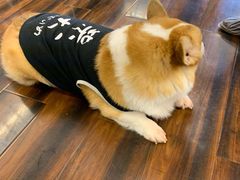 -豆柴町-柴犬主题狗咖(红鼎国际C座店)