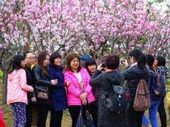 -天适樱花悠乐园