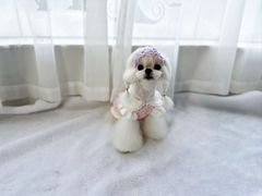 -鑫艺宠物美容培训学校