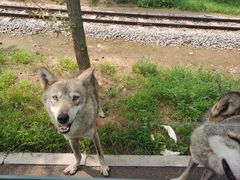 -秦皇岛野生动物园