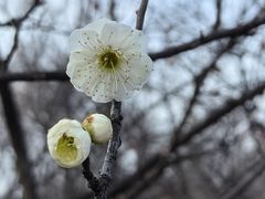 -梅花山(明孝陵内)