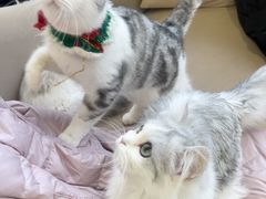 -怪兽屋·羊驼·猫咖·狗咖(俊华广场店)