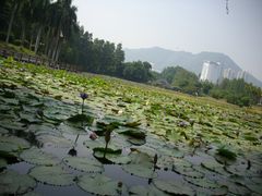 东湖，莲花-四海公园(南山区)