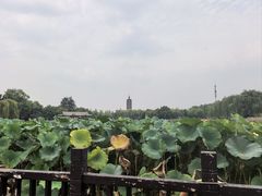 -西海子公园