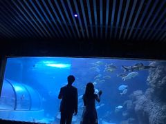 -左海海底世界