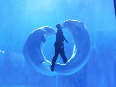 -多彩贵州城极地海洋世界