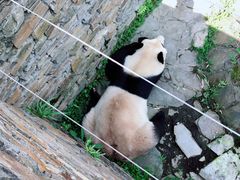 -卧龙自然保护区