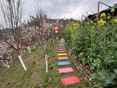 -桃源山庄·水蜜桃采摘·柴火鸡·烧烤团建(龙泉山店)