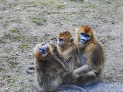 -西安秦岭野生动物园