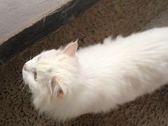 -Anne猫窝咖啡屋