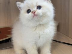 -喵zoo家庭繁育猫舍(尖东智能花园店)