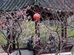 -上海醉白池公园
