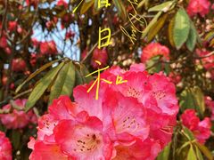 -贵州百里杜鹃风景名胜区