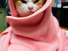 -东莞宠友24H宠物中心医院·转诊夜诊·异宠(新河北路院)