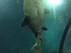 -苏州海洋馆