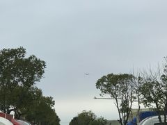 -龙大花卉苗木市场