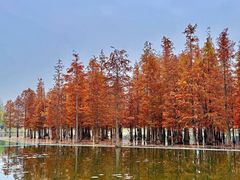 -白鹭湾湿地公园