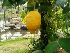 -南通洲际绿博园