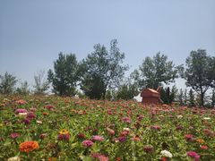 -东营园博园