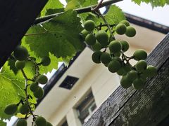-中国蓝印花布馆