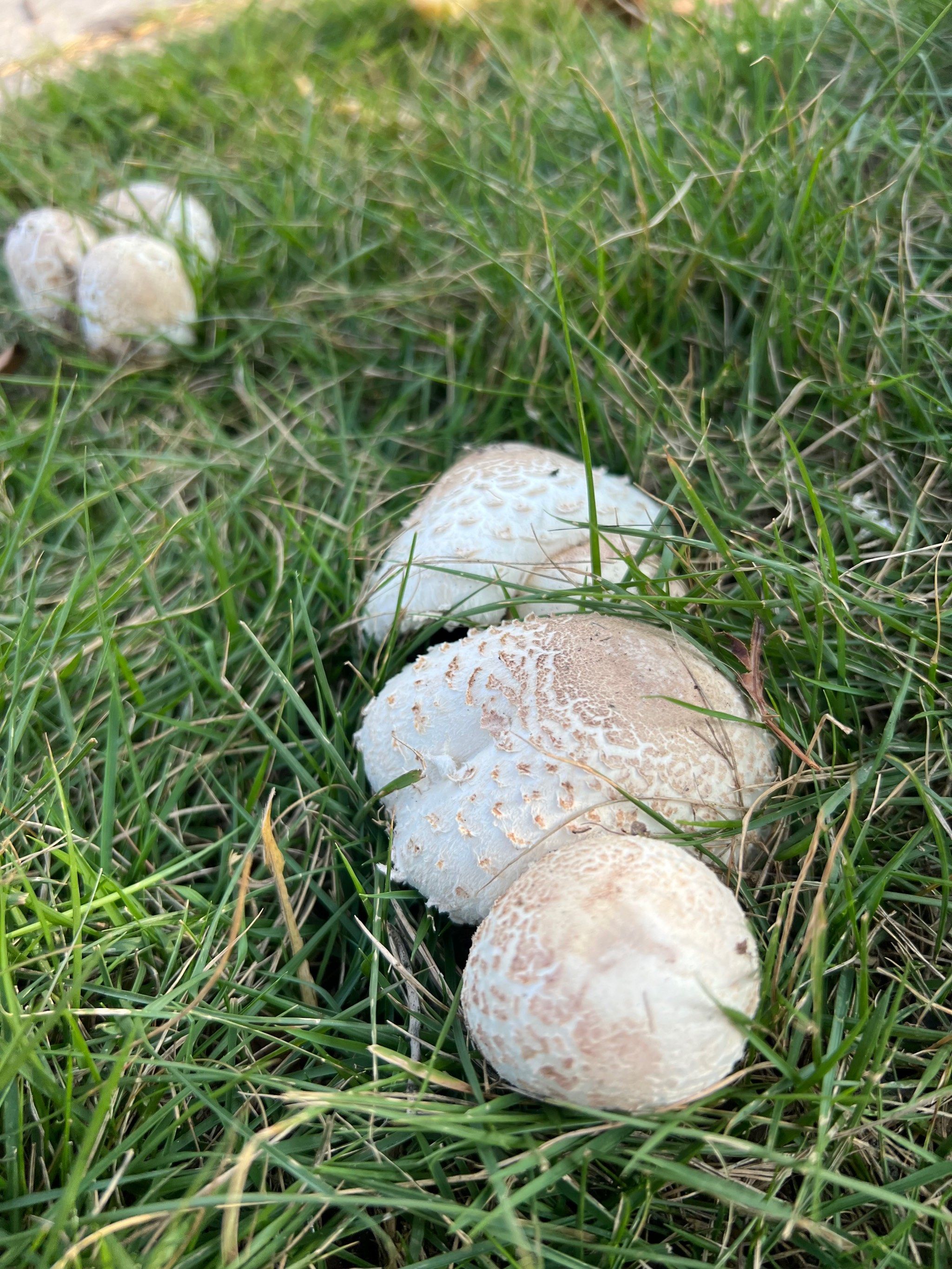 路边的蘑菇要不要采