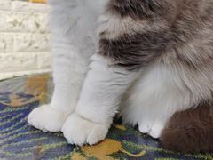 -平行世界·猫咖(首经贸店)