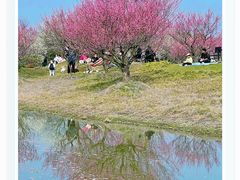 -花开海上生态园