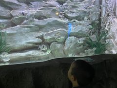 -芜湖新华联大白鲸海洋公园