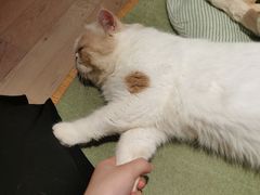 -CAT’S MEWSTAR CAFE·喵星球猫屋(晴湾咖啡店)