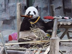 -栾川竹海野生动物园