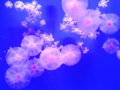 -海合安青岛极地海洋公园