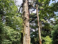 -天目山大树王景区