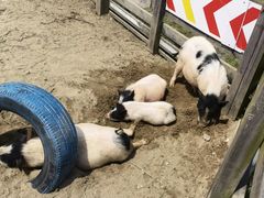 -田园东方蜜桃村的田野营地