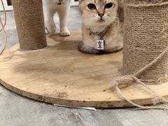-楼上猫咖(罗湖店)