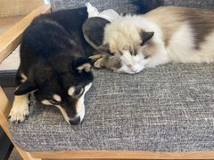 -南京Hallo宠物乐园·哈罗犬舍·柴犬繁育基地